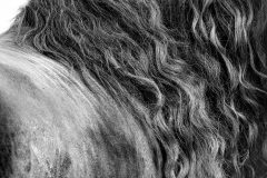 fotografia z cyklu "Anatomie piękna"