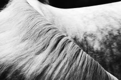 fotografia z cyklu "Anatomie piękna"