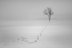 Snow trail